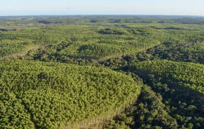Vazio fundiário pode afetar expansão florestal em MS