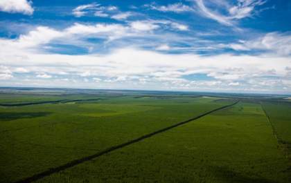 Gigante da celulose restaura mais de 1,5 mil hectares do Cerrado em MS