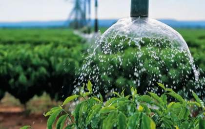 Biodiversidade do solo ainda é desconhecida e preocupa setor florestal