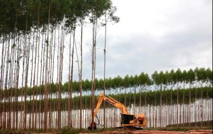 MS Florestal inicia colheita da sua primeira área no Estado