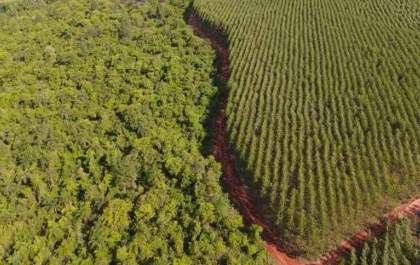 Setor de florestas plantadas fatura R$ 240 bilhões e bate recordes