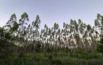 Setor brasileiro de árvores cultivadas planta 2,2 milhões de mudas por dia