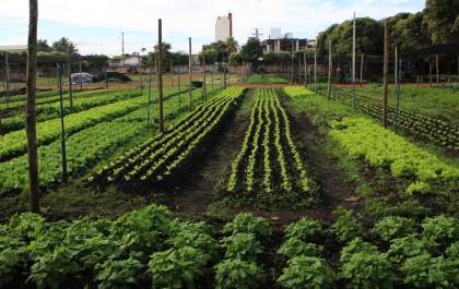 Hortas Urbanas transforma vidas e fortalece segurança alimentar&nbsp;