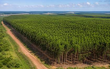 São Paulo pode triplicar área de eucalipto e impulsionar setor de celulose