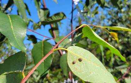 Suzano amplia biocontrole e fortalece manejo sustentável nas florestas de MS