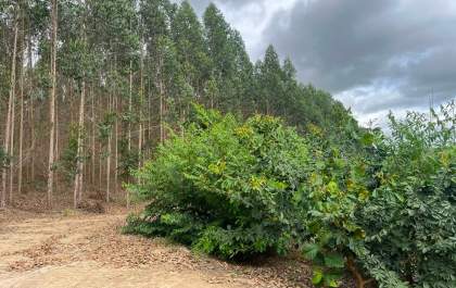 Projeto da Veracel mira 500 mil créditos de carbono e reforça papel da celulose na economia verde
