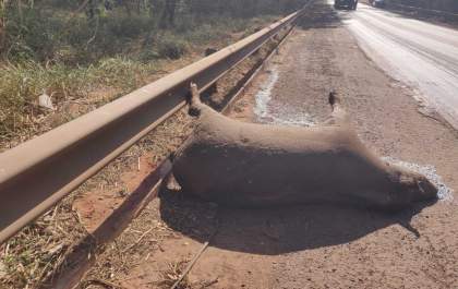 Animais na pista elevam risco e exigem atenção nas rodovias do Vale da Celulose