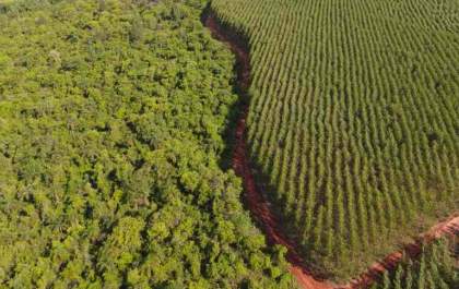 Extremos do clima colocam florestas e agronegócio em alerta no Centro-Oeste