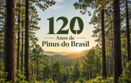 Pinus completa 120 anos no Brasil e mostra potencial para cadeia florestal de MS