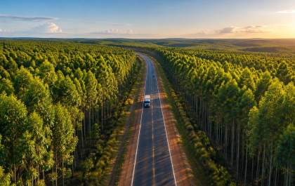 Setor florestal brasileiro avança com investimentos, inovação e sustentabilidade