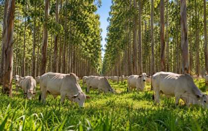 Corumbá tem 2º maior rebanho bovino do Brasil e integração com eucalipto abre novas possibilidades em MS