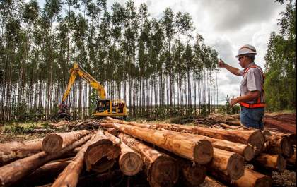 MPT aciona gigantes da celulose em MS e cobra proteção de trabalhadores contra calor e fumaça
