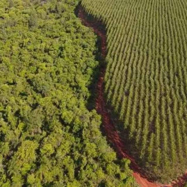 Setor de florestas plantadas fatura R$ 240 bilhões e bate recordes